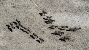 Image Okavango: River of Dreams: Inferno