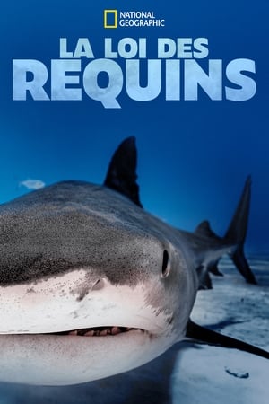 Image La loi des requins