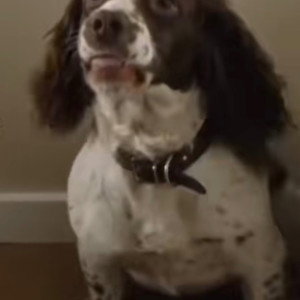 Rosa the Dog