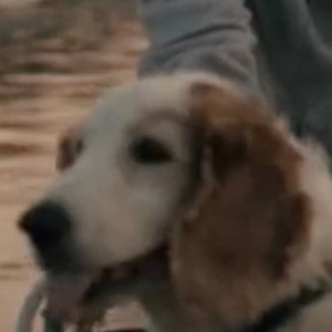 Bodil the Dog