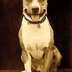 Luke the Dog