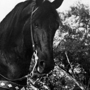 Black Jack