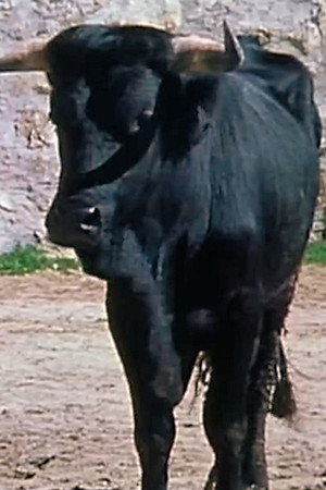 A Bull to Pamplona