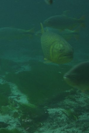 5. epizoda
