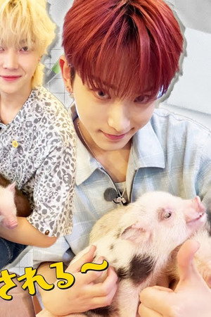 [Meguro City] Exciting Time with a Piglet🐷
