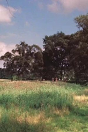 Practical Tips for Butterfly Collectors