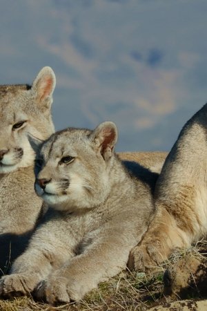Patagonská puma