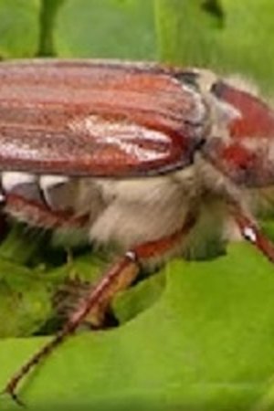 79. epizoda
