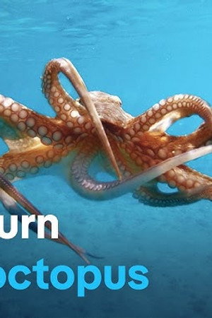 Octopus under threat