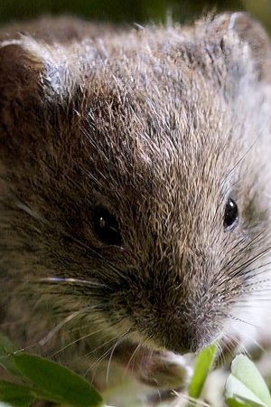 17. epizoda