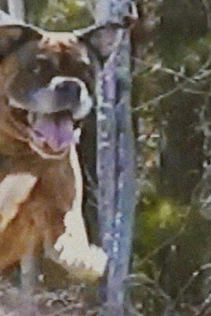 Untitled Dog Horror Movie