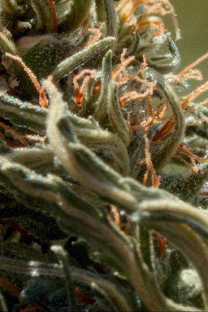 Cannabis Growing in Morocco