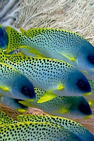36. epizoda