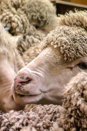 Super Steel, Wool, Kiteboards