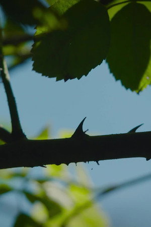 8. epizoda