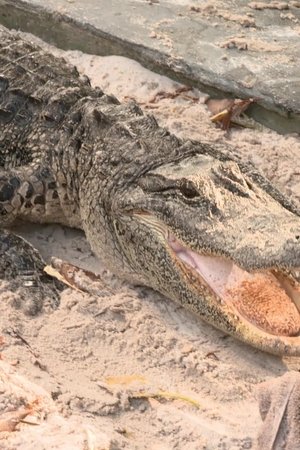 7. epizoda