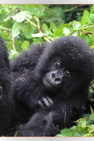 Trafficking Baby Gorillas
