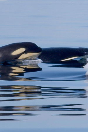 Orcas - Life in Black and White
