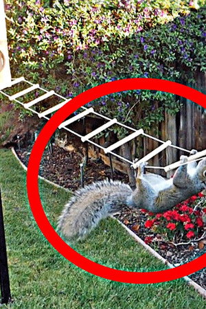 Backyard Squirrel Obstacle Course