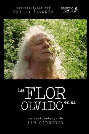 La flor en el olvido