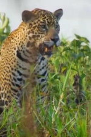 Pantanal - Divoké srdce Brazílie