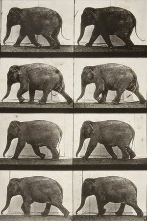 Elephant Walking
