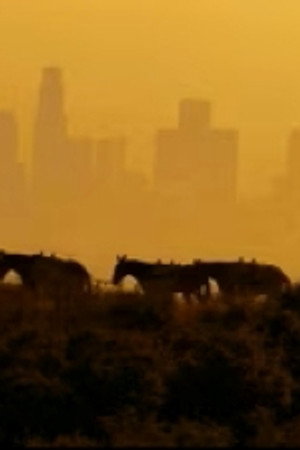 100 Mules Walking The Los Angeles Aqueduct
