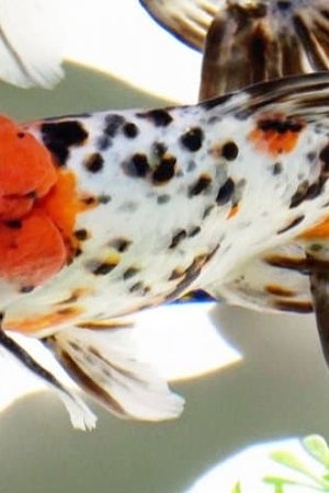 19. epizoda
