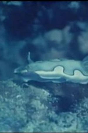 12. epizoda