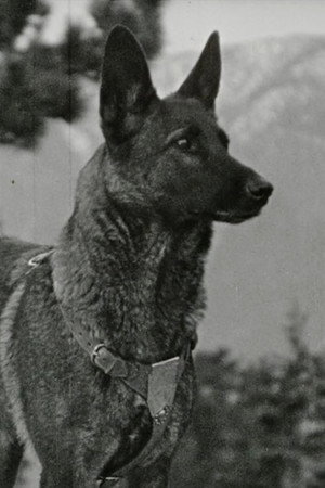 Klondike the Dog