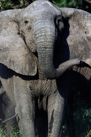 epizoda