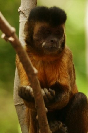 6. epizoda