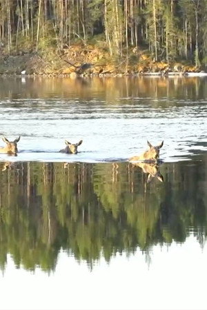 Sweden: Moose as TV Stars