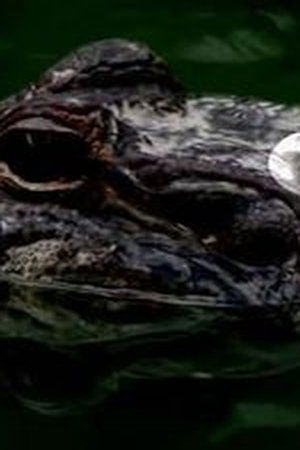 4. epizoda