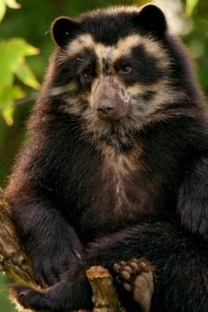 5. epizoda