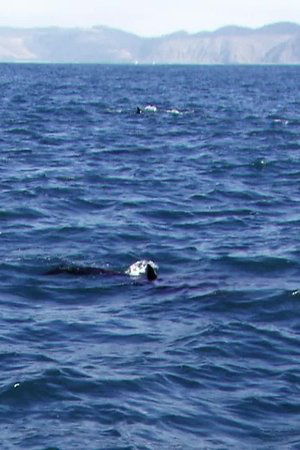 epizoda