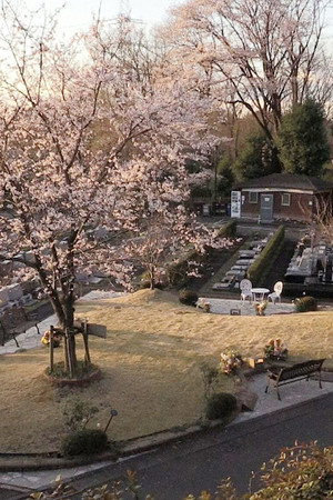 Jumokuso: Resting Beneath a Cherry Tree