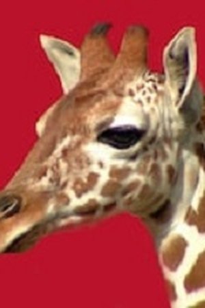 51. epizoda