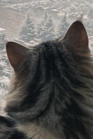 李李 李李
