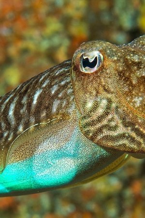epizoda