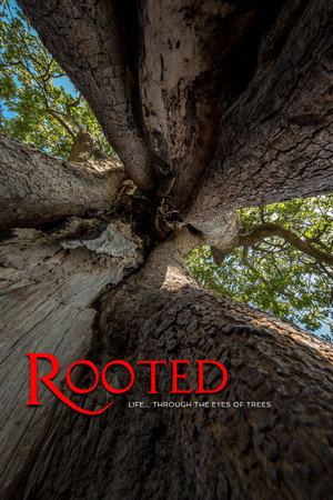 Rooted