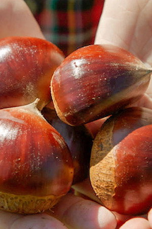 JAPANESE CHESTNUT