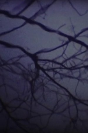 Le Sous-Bois Lumineux