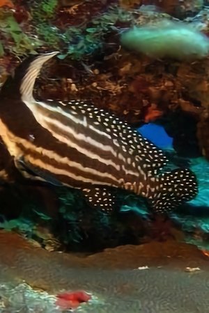 Tajemné pobřeží