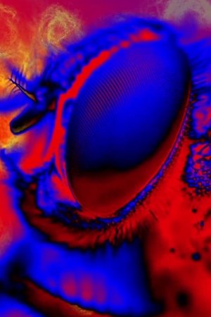 Electric Arthropods