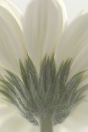 epizoda