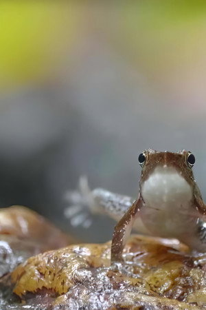 Cold-Blooded Creatures