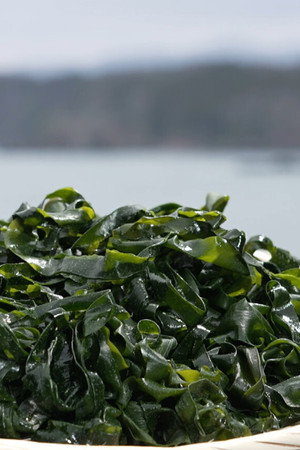 Wakame
