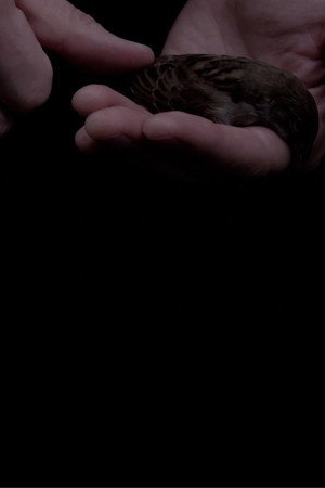 The Afterlife of Fatherbird