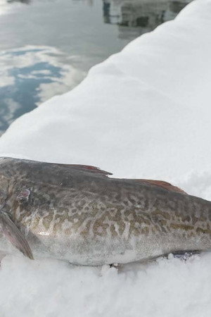 Cod